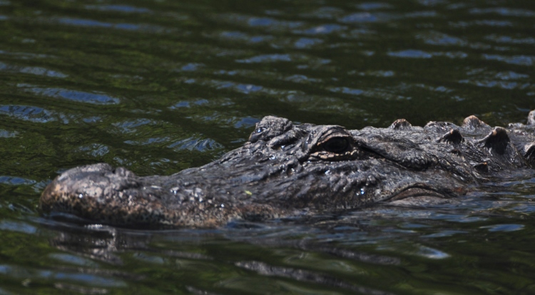 alligator